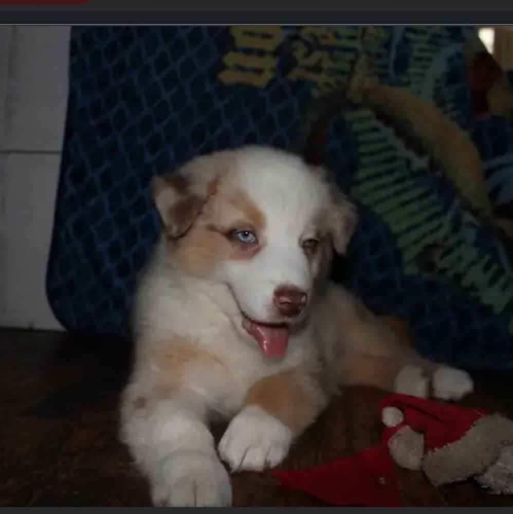 Please help Cosmo, aka "Big Happy" my red Merle aussie has cancer 😭🥺 - Picture 8 of 17